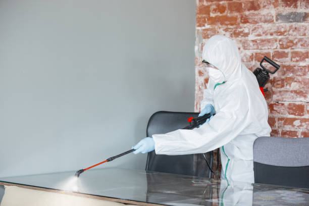 Best Black Mold Removal  in Clarinda, IA